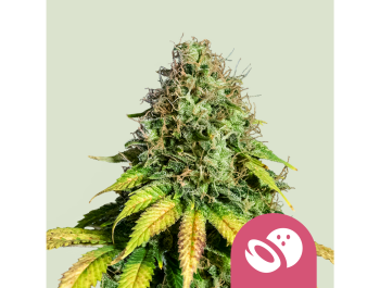 ROYAL QUEEN SEEDS - SOMANGO XL FEM