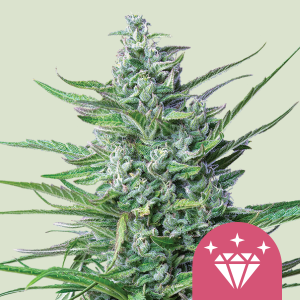 ROYAL QUEEN SEEDS - SPECIAL KUSH #1 FEM