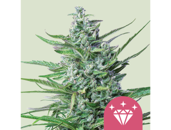 ROYAL QUEEN SEEDS - SPECIAL KUSH #1 FEM