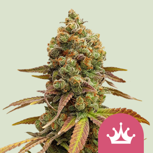 ROYAL QUEEN SEEDS - SPECIAL QUEEN #1 FEM