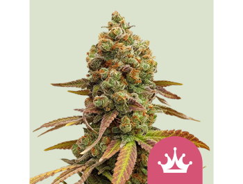 ROYAL QUEEN SEEDS - SPECIAL QUEEN #1 FEM