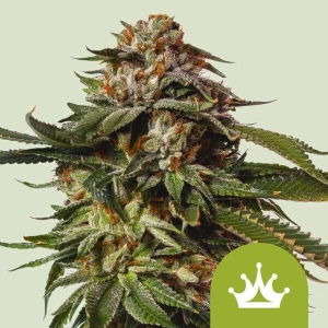 ROYAL QUEEN SEEDS - SPECIAL QUEEN 1 AUTO FEM