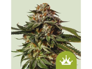 ROYAL QUEEN SEEDS - SPECIAL QUEEN 1 AUTO FEM