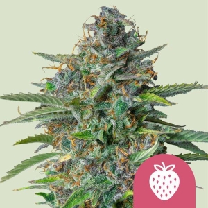 ROYAL QUEEN SEEDS - STRAWBERRY COUGH FEM