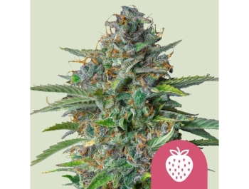 ROYAL QUEEN SEEDS - STRAWBERRY COUGH FEM