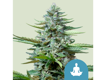 ROYAL QUEEN SEEDS - STRESS KILLER CBD AUTO FEM