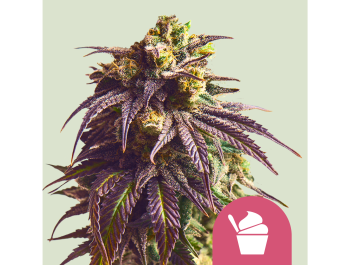 ROYAL QUEEN SEEDS - SUNDAE DRIVER FEM (USA PREMIUM)
