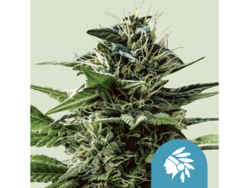 ROYAL QUEEN SEEDS - TATANKA PURE CBD FEM