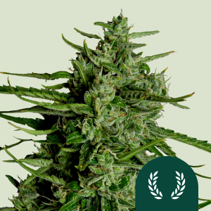 ROYAL QUEEN SEEDS - TITAN F1 AUTOFLORAISON