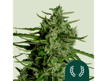 ROYAL QUEEN SEEDS - TITAN F1 AUTOFLORAISON