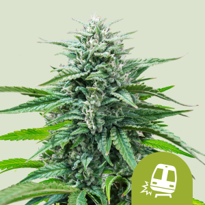 ROYAL QUEEN SEEDS - TRAINWRECK AUTO FEM (USA PREMIUM)
