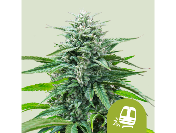 ROYAL QUEEN SEEDS - TRAINWRECK AUTO FEM (USA PREMIUM)