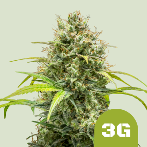 ROYAL QUEEN SEEDS - TRIPLE G AUTOMATIC FEM (USA PREMIUM)