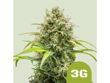 ROYAL QUEEN SEEDS - TRIPLE G AUTOMATIC FEM (USA PREMIUM)