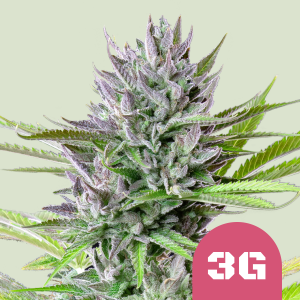 ROYAL QUEEN SEEDS - TRIPLE G FEM (USA PREMIUM)