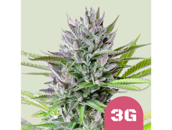 ROYAL QUEEN SEEDS - TRIPLE G FEM (USA PREMIUM)