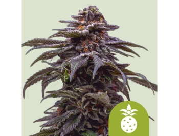ROYAL QUEEN SEEDS - TROPICANA COOKIES PURPLE AUTO FEM