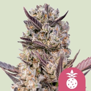 ROYAL QUEEN SEEDS - TROPICANA COOKIES PURPLE FEM