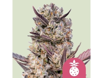 ROYAL QUEEN SEEDS - TROPICANA COOKIES PURPLE FEM