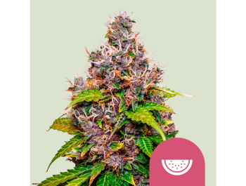 ROYAL QUEEN SEEDS - WATERMELON FEM (USA PREMIUM)