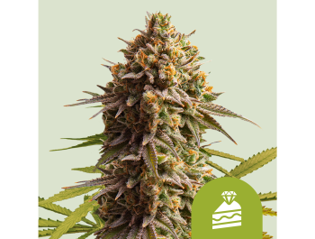 ROYAL QUEEN SEEDS - WEDDING CAKE AUTO (USA PREMIUM)