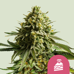 ROYAL QUEEN SEEDS - WEDDING CAKE FEM (USA PREMIUM)