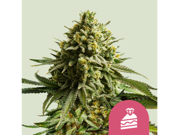 ROYAL QUEEN SEEDS - WEDDING CAKE FEM (USA PREMIUM)