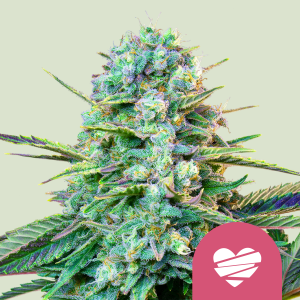ROYAL QUEEN SEEDS - WEDDING CRASHER FEM (USA PREMIUM)