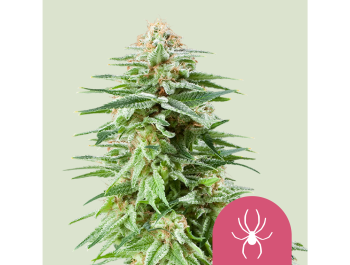 ROYAL QUEEN SEEDS - WHITE WIDOW FEM