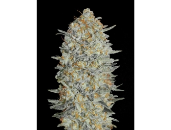 ADVANCED SEEDS - GELATO #33 FEM