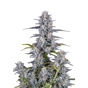 SCHNELLE KNOSPEN - SUPER BOOF AUTO FEM