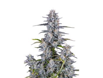 SCHNELLE KNOSPEN - SUPER BOOF AUTO FEM