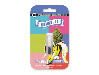 HUMBOLDT SEEDS COMPANY - BANANA OG AUTO