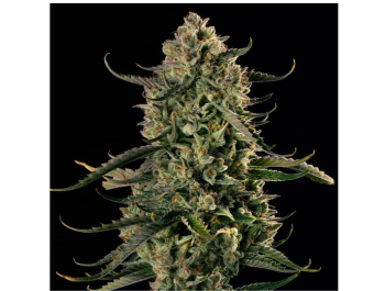 SILENT SEEDS - MAC DAWG XXL AUTO FEM