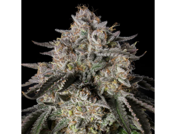 SILENT SEEDS - CHERRY ESSENCE FEM