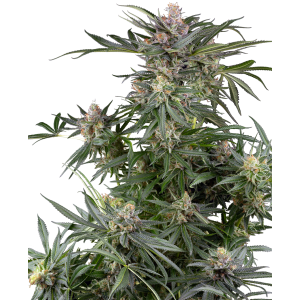 SENSI SEEDS RESEARCH - DOSIMOSA FEM