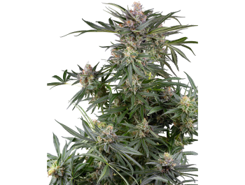 SENSI SEEDS RESEARCH - DOSIMOSA FEM