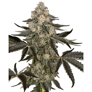 SENSI SEEDS RESEARCH - SAUVIGNON BLANC AUTO FEM