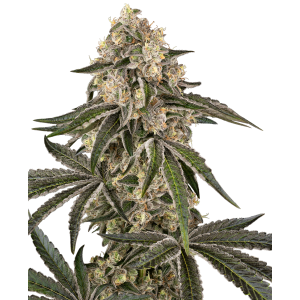 SENSI SEEDS BANK - SUNSET PEACH FEM