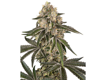 SENSI SEEDS BANK - SUNSET PEACH FEM