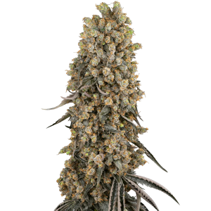 SENSI SEEDS BANK - ATOMIC BLUE DREAM FEM