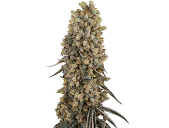 SENSI SEEDS BANK - ATOMIC BLUE DREAM FEM