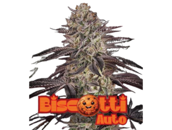 GREEN HOUSE SEED CO. - AUTO FEM KEKSE