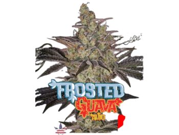 GREEN HOUSE SEED CO. - FROSTED GUAVA AUTO FEM