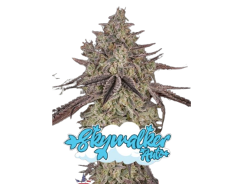 GREEN HOUSE SEED CO. - SKYWALKER AUTO FEM