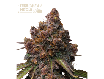 SEEDSTOCKERS - VERBOTENE MOCHI FEM (SUPERIOR)