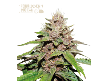 SEEDSTOCKERS - VERBOTENE MOCHI AUTO FEM (SUPERIOR)