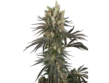 SENSI SEEDS RESEARCH - SLAM DANK FEM