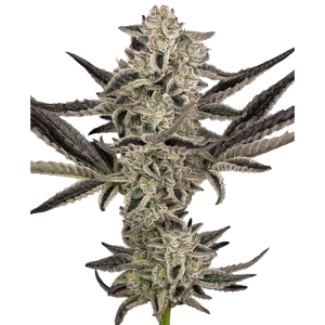 SENSI SEEDS RESEARCH - PURPLE PICKLE AUTO FEM