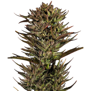 BARNEY'S FARM - THIN MINT X SOUR PINOT AUTO FEM